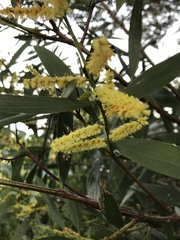 Juliflorae