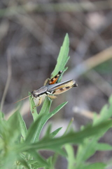 Melanoplus glaucipes
