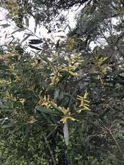 Juliflorae
