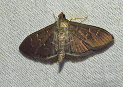 Pilocrocis ramentalis