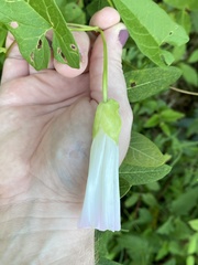 Calystegia silvatica fraterniflora