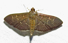 Pilocrocis ramentalis