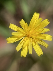 Hypochaeris radicata