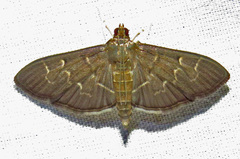 Pilocrocis ramentalis