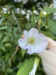 Calystegia silvatica fraterniflora