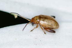Aphthona lutescens