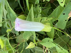 Calystegia silvatica fraterniflora