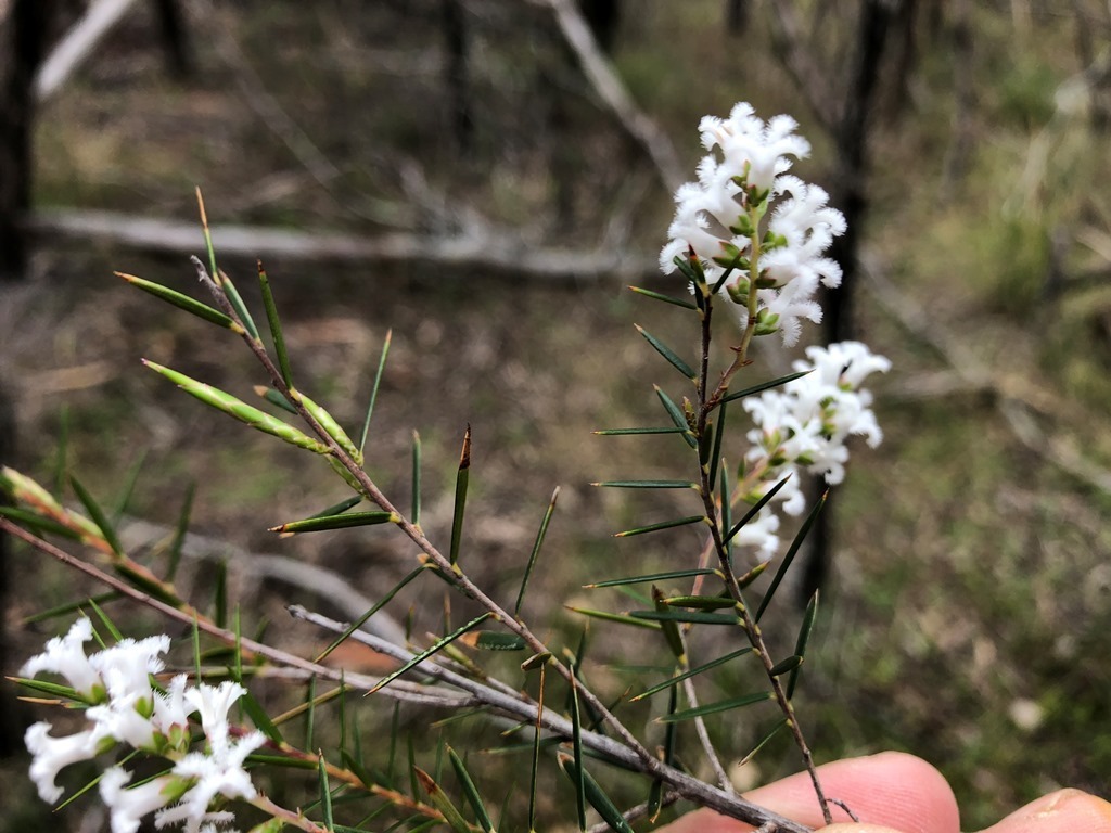 Acrothamnus melaleucoides from Nundubbermere QLD 4380, Australia on ...