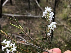 Acrothamnus melaleucoides
