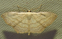 Scopula umbilicata