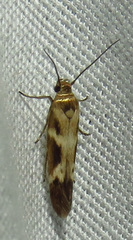 Scythris trivinctella