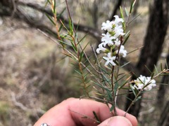 Acrothamnus melaleucoides