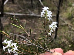 Acrothamnus melaleucoides