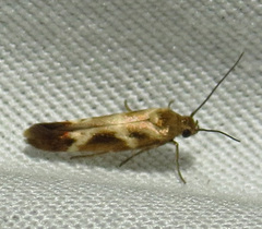 Scythris trivinctella