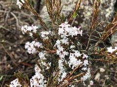 Acrothamnus melaleucoides