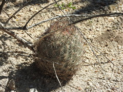 Echinomastus durangensis