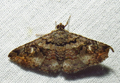 Toxonprucha diffundens