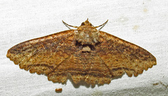Zale fictilis