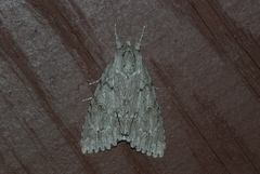 Acronicta americana