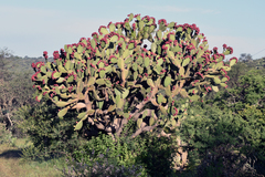 Opuntia streptacantha