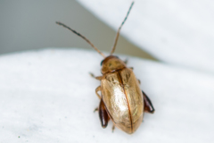 Aphthona lutescens