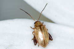 Aphthona lutescens
