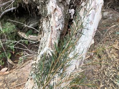 Melaleuca alternifolia