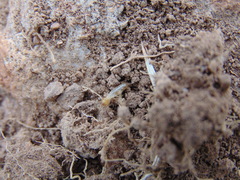 Termitinae