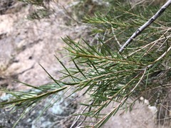 Melaleuca alternifolia