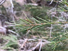 Melaleuca alternifolia