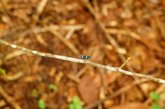 Amblyscarta ruficeps