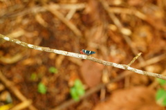 Amblyscarta ruficeps