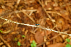 Amblyscarta ruficeps