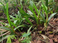 Maxillaria hagsateriana