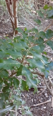 Dysoxylum fraserianum
