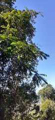 Dysoxylum fraserianum