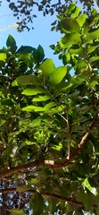 Dysoxylum fraserianum