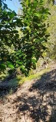 Dysoxylum fraserianum