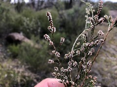 Micromyrtus sessilis