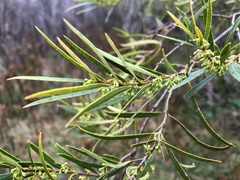 Notelaea linearis