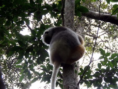 Propithecus diadema