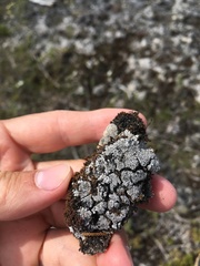 Catapyrenium cinereum