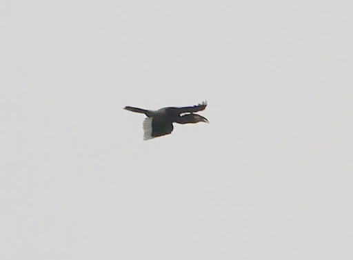 Black-and-white-casqued Hornbill illustration