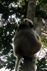 Propithecus diadema