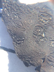 Dermatocarpon dolomiticum