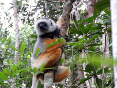 Propithecus diadema