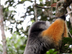 Propithecus diadema