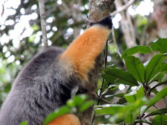 Propithecus diadema