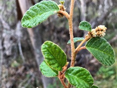 Pomaderris prunifolia