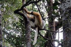 Propithecus diadema